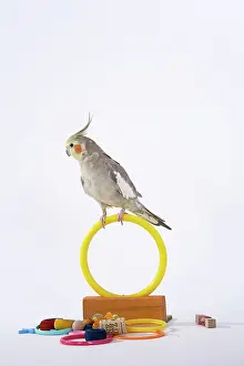 Nymphicus: Cinnamon-pied Cockatiel