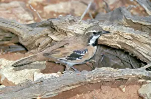Ellis Mcnamara: Cinnamon Quail Thrush