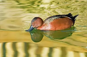 Cinnamon: Cinnamon Teal