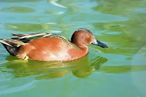 Cinnamon: Cinnamon Teal