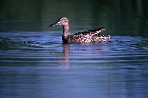 Cinnamon: Cinnamon Teal