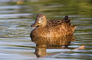 Cyanoptera: Cinnamon Teal - adult female