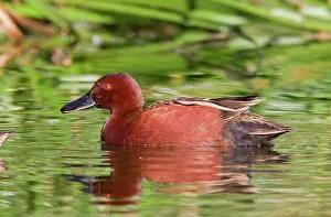 Cyanoptera: Cinnamon Teal - adult male - March