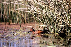 Teals: Cinnamon Teal Duck