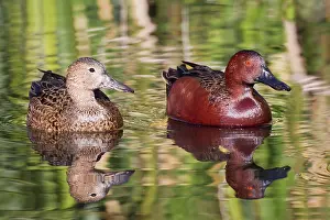 Cyanoptera: Cinnamon Teal - male and female in winter