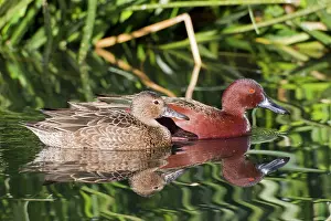 Cyanoptera: Cinnamon Teal - male and female in winter
