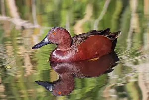 Cyanoptera: Cinnamon Teal - male in winter