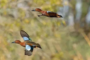Cinnamon: Cinnamon Teal pair in flight