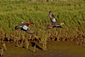 Anatinae: Cinnamon Teal pair in flight