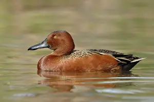 Grocery: Cinnamon Teal (Spatula cyanoptera) male