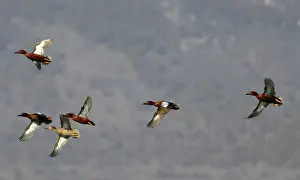 Teals: Cinnamon Teals