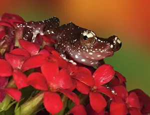 Cinnamon: Cinnamon Tree Frog