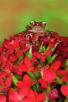Rhacophoridae: Cinnamon Tree Frog (Nyctixalus pictus)