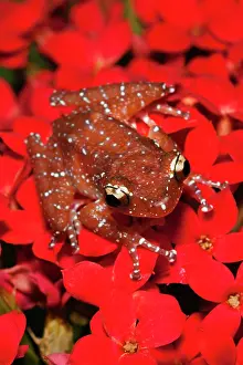 Cinnamon: Cinnamon Tree Frog (Nyctixalus pictus)