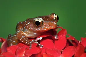 Cinnamon: Cinnamon Tree Frog (Nyctixalus pictus)