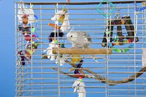 Caged: Cinnamon White-faced Cockatiel