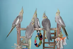 Nymphicus: Cinnamon White-faced Pied Pearl Cockatiel Babies