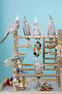 Nymphicus: Cinnamon White-faced Pied Pearl Cockatiel Babies
