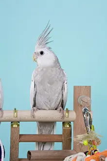 Nymphicus: Cinnamon White-faced Pied Pearl Cockatiel Baby