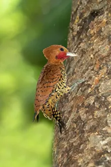 Canopy: Cinnamon Woodpecker Celeus loricatus