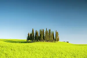 D Orcia: Cipressi di San Quirico dOrcia, group of cypresses
