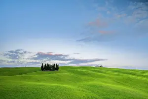 D Orcia: Cipressi di San Quirico dOrcia, group of cypresses
