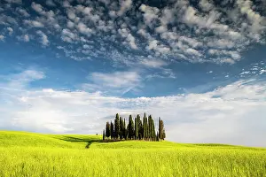 D Orcia: Cipressi di San Quirico dOrcia, group of cypresses