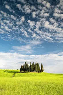 D Orcia: Cipressi di San Quirico dOrcia, group of cypresses