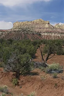Juniper: Circle Cliffs, Utah