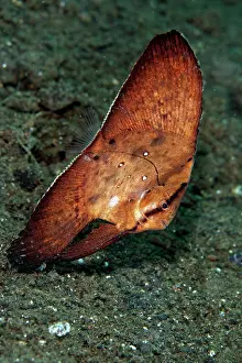 Batfishes: Circular Batfish