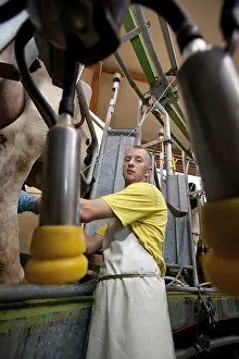 Circular: Circular milking a herd of Holstein cows