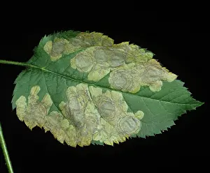 Mines: Circular mines of apple leaf miner