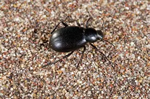 Circus: Circus Beetle