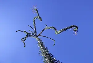 Boojum: Cirio / Boojum (Fouquieriaceae Family)