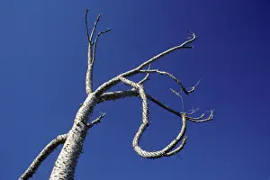Boojum: Cirio / Boojum (Fouquieriaceae Family)