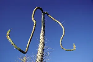 Boojum: Cirio / Boojum (Fouquieriaceae Family)