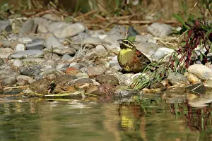 Cirlus: Cirl Bunting