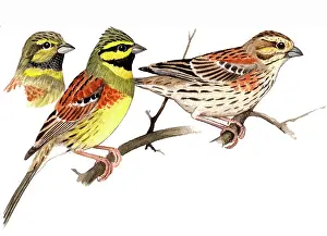Buntings: Cirl Bunting