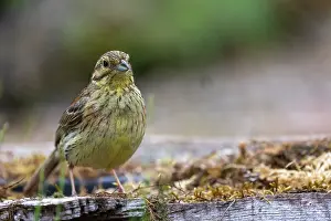 Passereau: CIRL BUNTING