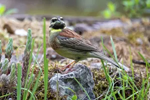 Passereau: CIRL BUNTING