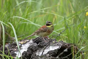 Passereau: CIRL BUNTING
