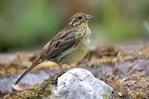 Passereau: CIRL BUNTING