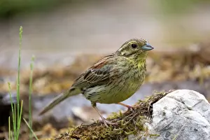 Passereau: CIRL BUNTING