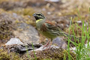 Passereau: CIRL BUNTING