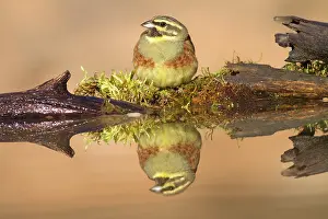 Cirlus: Cirl Bunting - adult male at drinking pool