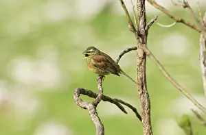 Cirlus: Cirl Bunting - adult male, February