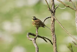 Cirlus: Cirl Bunting - adult male, February