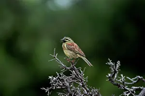 Cirlus: Cirl Bunting - Adult male with food for young
