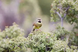 Cirlus: Cirl Bunting - adult male singing on territory