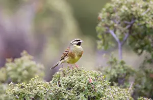 Cirlus: Cirl Bunting - adult male on territory